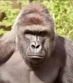 Harambe's Hombres
