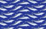 Dolphin Dynasty